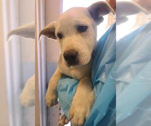 Anatolian Shepherd-Unknown Mix Dogs for adoption in San Antonio, TX, USA