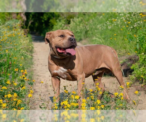 Medium Photo #2 American Staffordshire Terrier Puppy For Sale in San Andreas, CA, USA