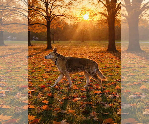 Medium Photo #3 Mutt Puppy For Sale in Germantown, OH, USA