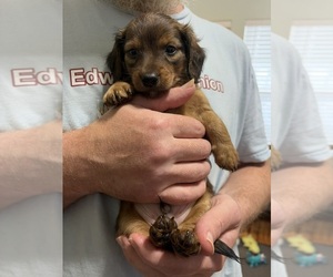 Dachshund Puppy for sale in GOOSE CREEK, SC, USA