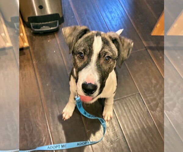 Medium Photo #6 Borador Puppy For Sale in GILBERTS, IL, USA