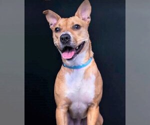 Mutt Dogs for adoption in Columbus, IN, USA