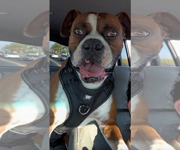 Medium Photo #1 Boxer-Unknown Mix Puppy For Sale in Turlock, CA, USA
