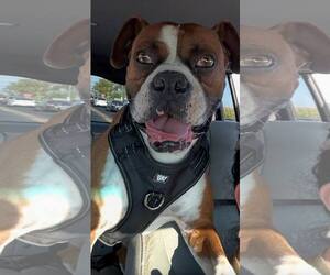 Medium Boxer Mix