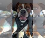 Small Boxer Mix