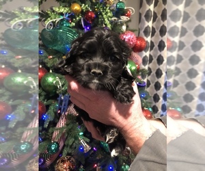 Cocker Spaniel Puppy for sale in OREGON CITY, OR, USA