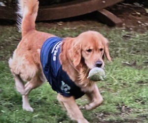 Father of the Golden Retriever puppies born on 02/06/2026