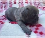Puppy Pepe French Bulldog