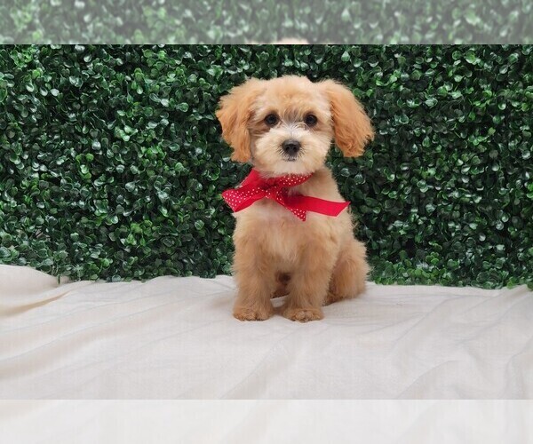 Medium Photo #1 Maltipoo Puppy For Sale in BLOOMINGTON, IN, USA