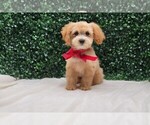 Puppy Puppy 3 Donald Maltipoo