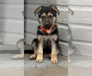 German Shepherd Dog Puppy for sale in BRIGHTON, CO, USA