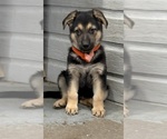 Image preview for Ad Listing. Nickname: Gus