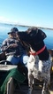 Small Photo #1 German Shorthaired Pointer Puppy For Sale in FORKS, WA, USA