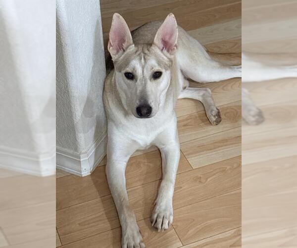 Medium Photo #2 Siberian Husky-Unknown Mix Puppy For Sale in San Antonio, TX, USA