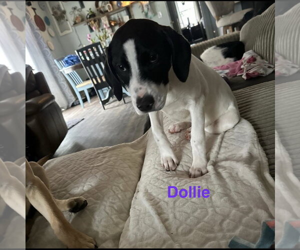 Medium Photo #1 Labrador Retriever-Unknown Mix Puppy For Sale in Ball Ground, GA, USA