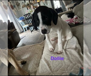 Labrador Retriever-Unknown Mix Dogs for adoption in Ball Ground, GA, USA