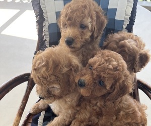 Poodle (Miniature) Litter for sale in KALONA, IA, USA