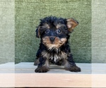 Small #3 Yorkshire Terrier