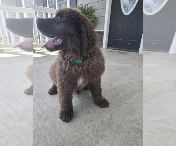 Medium Photo #2 Newfoundland Puppy For Sale in TILTON, IL, USA