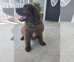 Small #1 Newfoundland