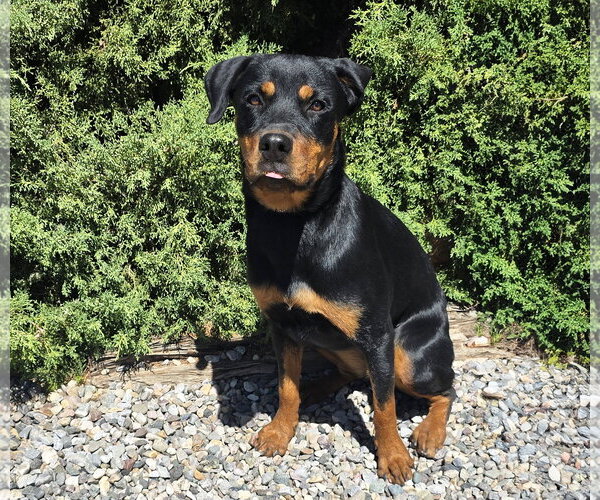Medium Photo #4 Rottweiler Puppy For Sale in Albuquerque, NM, USA