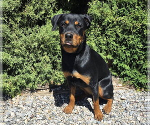 Kind Ms Kairi ~ Radiant Rottie - Female Rottweiler Dog for Adoption - Photo #4
