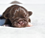 Small #1 Shih Tzu