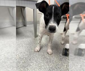 Pointer-Unknown Mix Dogs for adoption in Pasadena, TX, USA