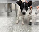 Small Pointer Mix