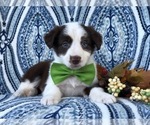 Small Photo #22 Australian Shepherd Puppy For Sale in LAKELAND, FL, USA