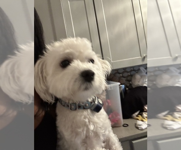 Medium Photo #1 Maltipoo (Miniature) Puppy For Sale in ROMEOVILLE, IL, USA