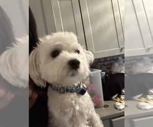 Mother of the Maltipoo (Miniature) puppies born on 09/04/2025