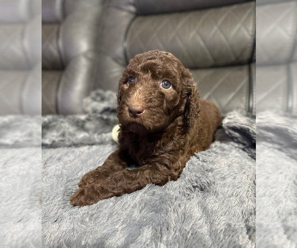Medium Photo #9 Goldendoodle Puppy For Sale in IRVINGTON, AL, USA