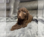 Small #8 Goldendoodle