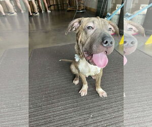 Chinese Shar-Pei-Unknown Mix Dogs for adoption in Holly Springs, NC, USA