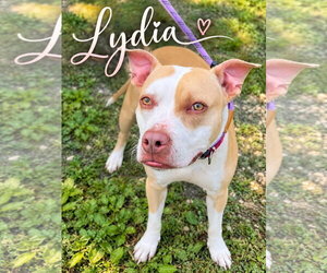Mutt Dogs for adoption in Jackson , NJ, USA