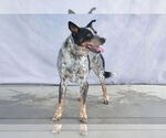 Small #1 Mutt
