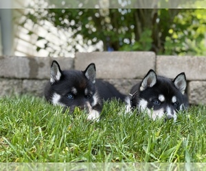 Siberian Husky Puppy for sale in REED CITY, MI, USA