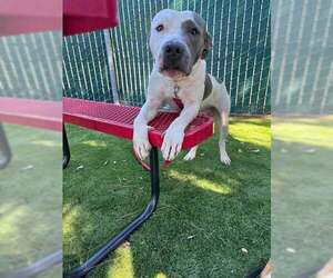 Mutt Dogs for adoption in San Bernardino, CA, USA