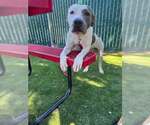 HENRY - Male Mutt Dog for Adoption - Small photo
