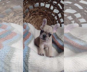 French Bulldog Puppy for sale in SUGAR LAND, TX, USA