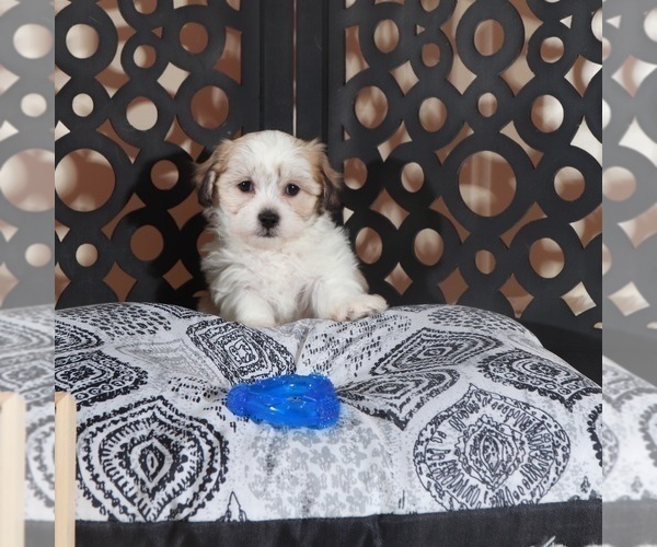 Medium Photo #2 Zuchon Puppy For Sale in MOUNT VERNON, OH, USA