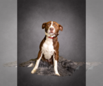 Small #9 Collie Mix