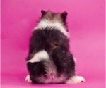 Small #2 Pomeranian-Pomsky Mix