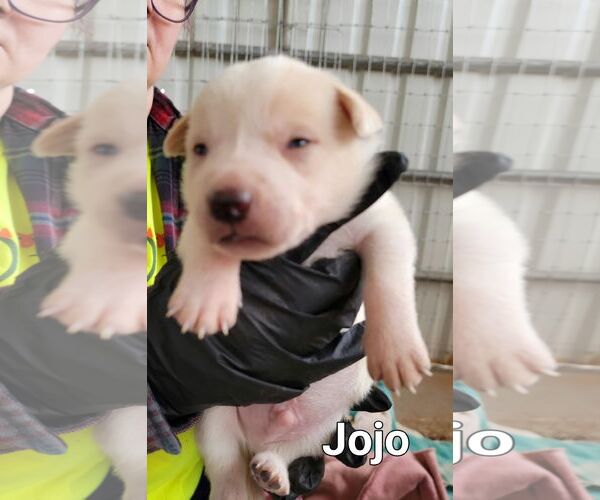 Medium Photo #6 Mutt Puppy For Sale in Cottonwood, AZ, USA
