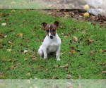 Small Photo #2 Jack Russell Terrier Puppy For Sale in SHILOH, OH, USA