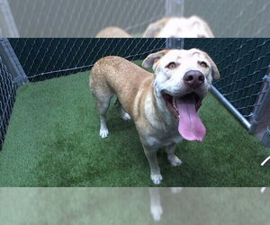 Medium Labrador Retriever Mix