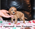 Image preview for Ad Listing. Nickname: Peppermint
