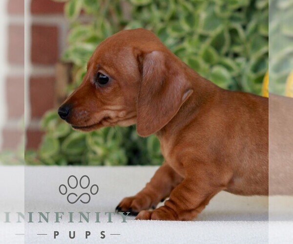 Medium Photo #4 Dachshund Puppy For Sale in EPHRATA, PA, USA