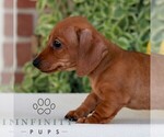 Butterscotch - Male Dachshund Puppy for Sale - Photo #4